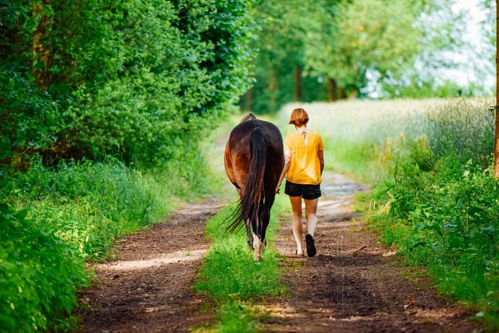 accompagnement avec le cheval quirao coaching